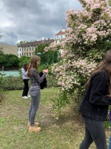 Pflanzenbestimmung im Schulgarten mittels Flora Incognita App